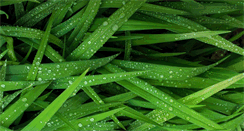 Desktop Screenshot of kengriffinlandscape.com